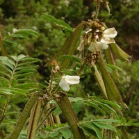 Tephrosia vogelii Hook.f.